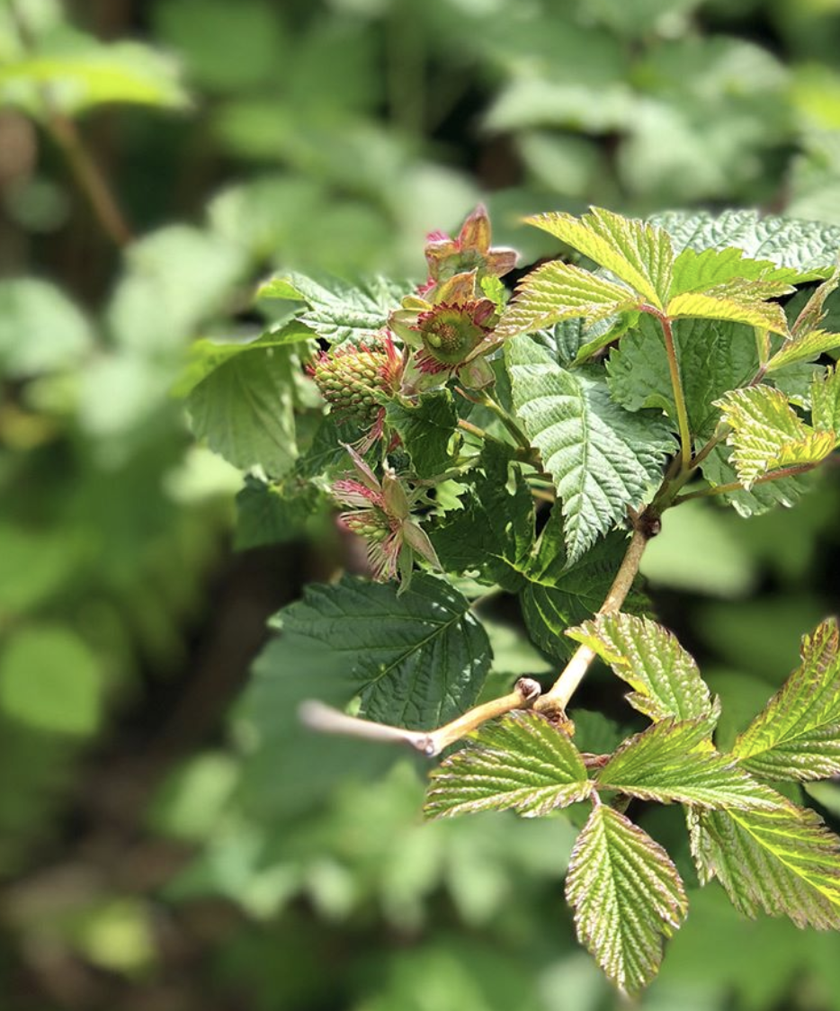 Berries